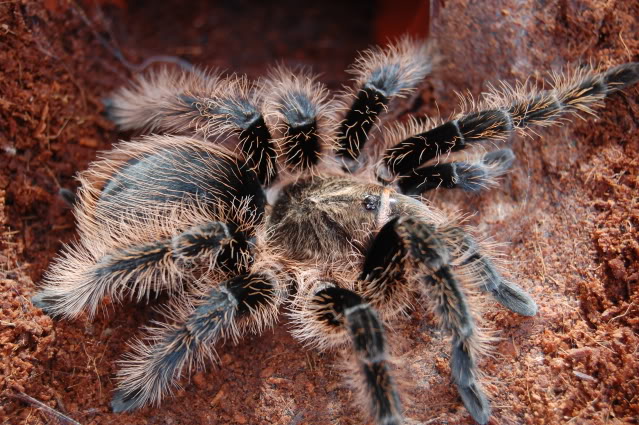 Are tarantulas dangerous?