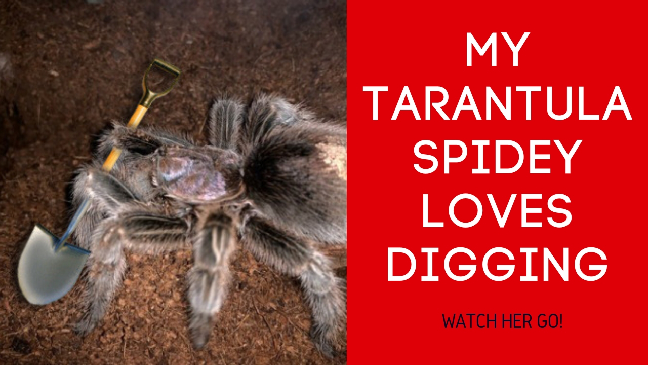 Chilean Rose Hair Tarantula Digging Tarantula Heaven