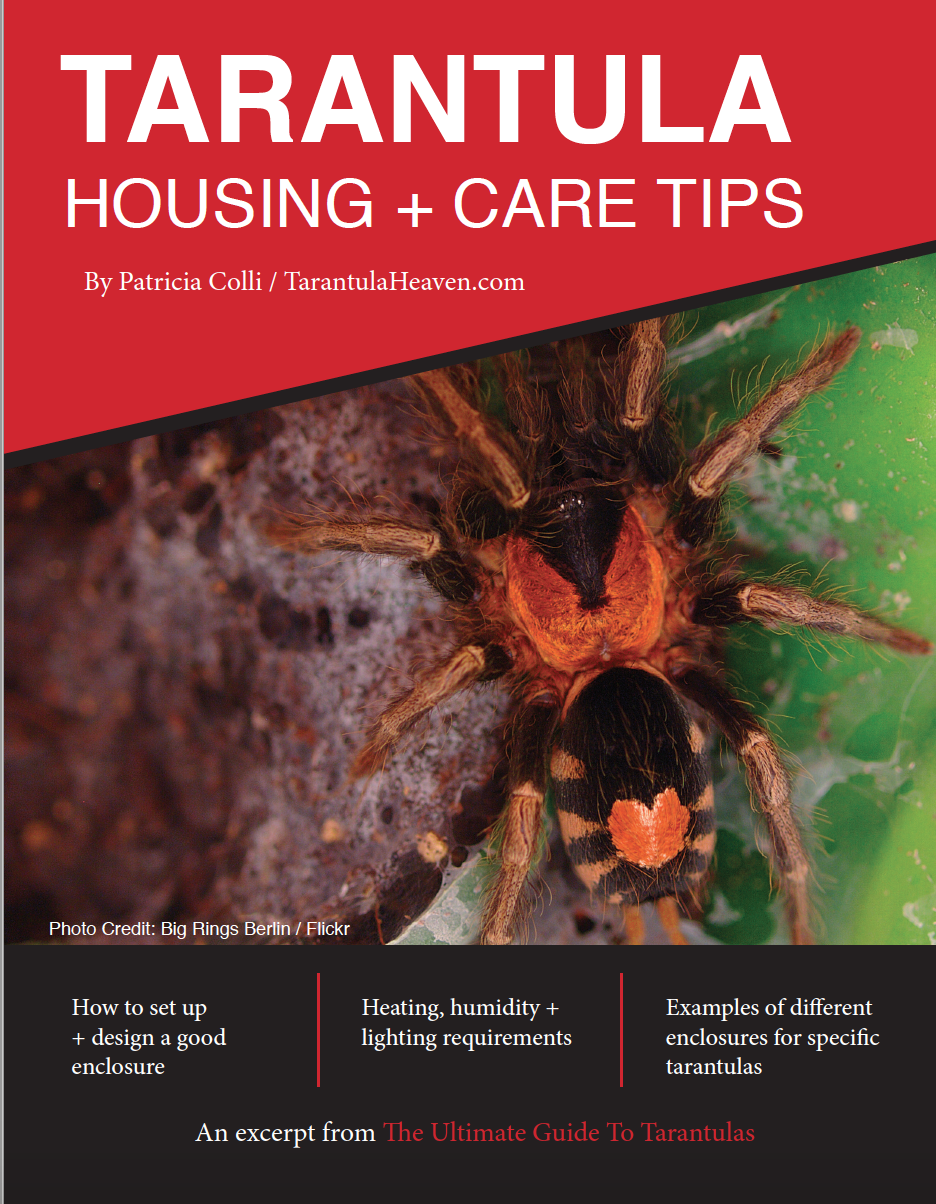 Tarantula Housing, Enclosures + Care Tips